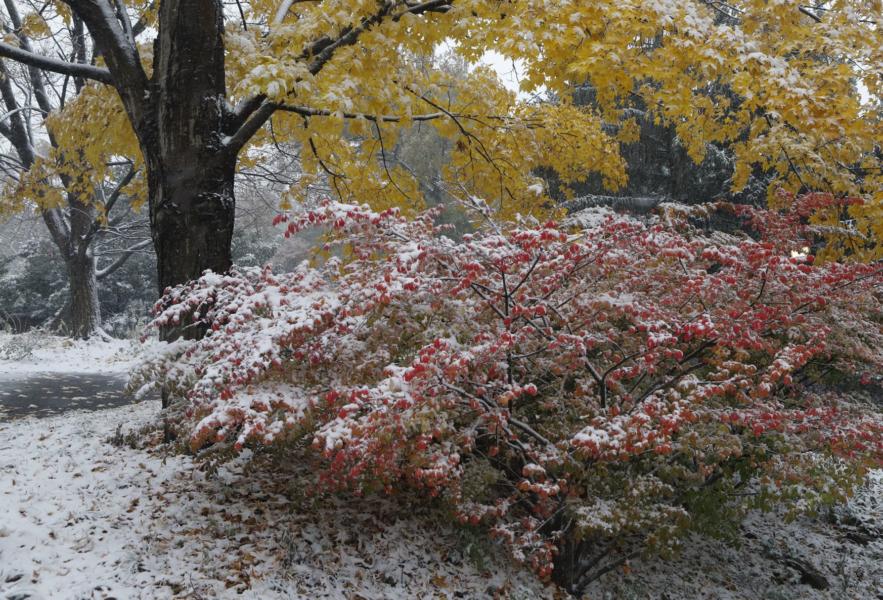 First snow covers the Zoo